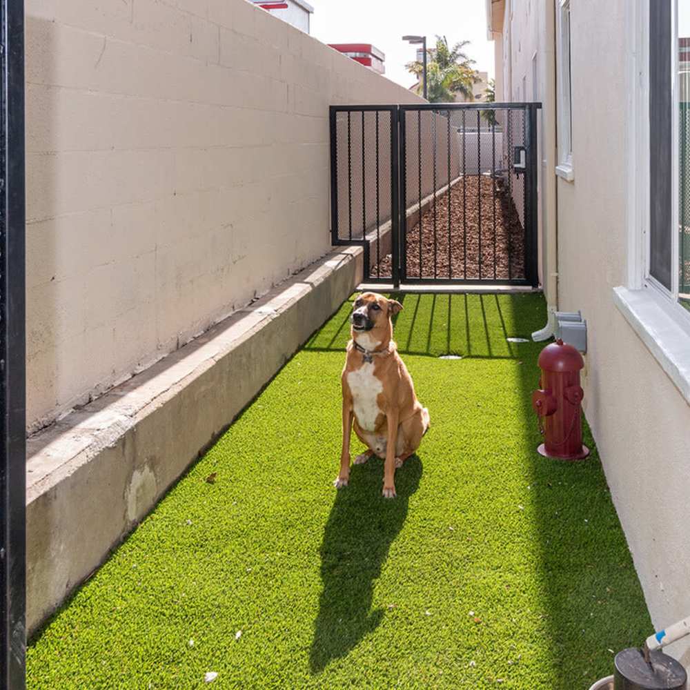 Pet-friendly at Iwood I in Inglewood, California