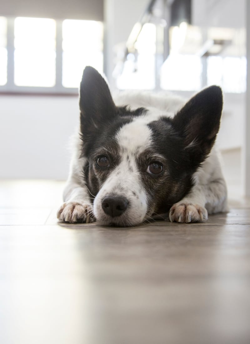 View our pet policy at Marquis at Katy in Katy, Texas