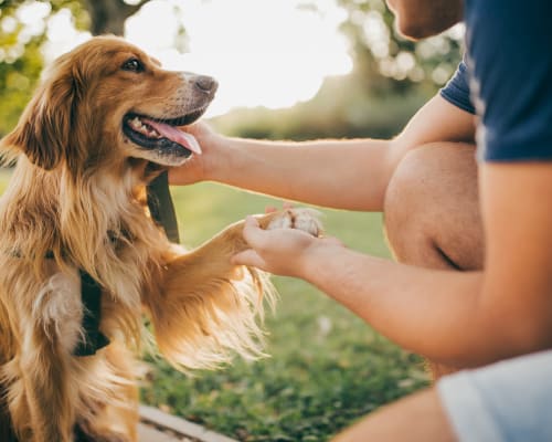 A happy dog and his owner at University Lofts at Greensborough Village, Jonesboro, Arkansas