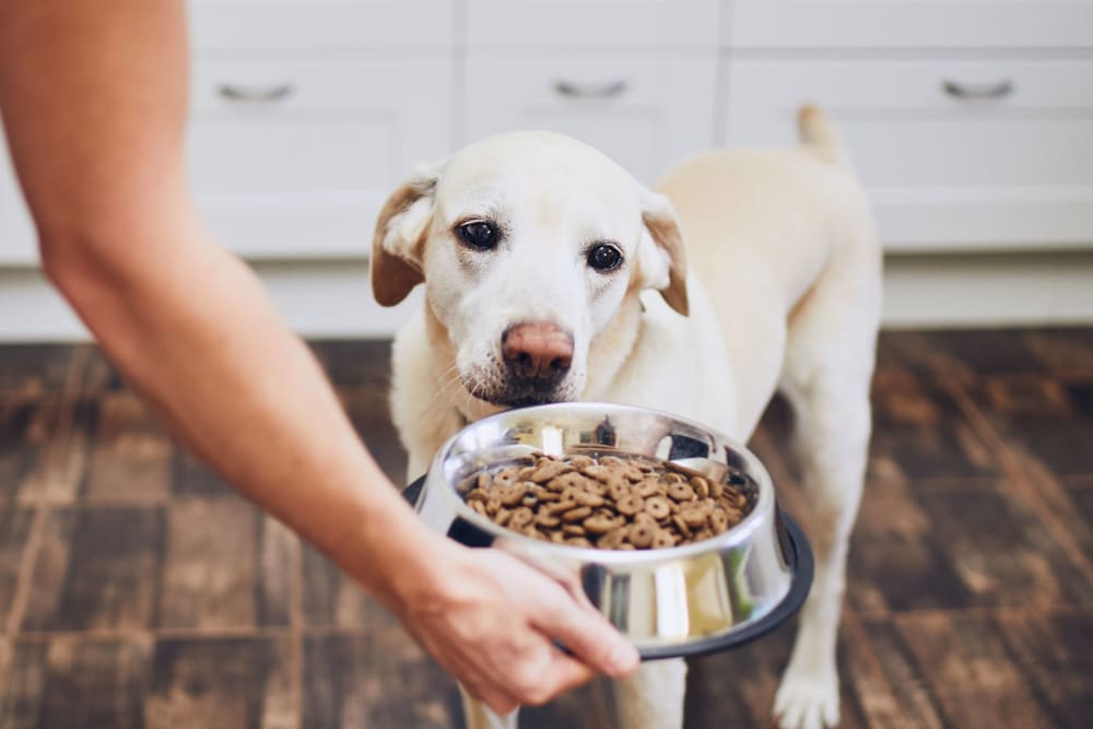 A resident feeding her dog in their new home at Sunbrook Apartments in Saint Charles, Missouri