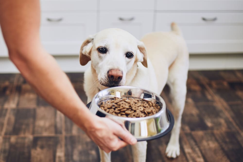 Resident feeding their puppers at Rochester Highlands in Rochester, New York