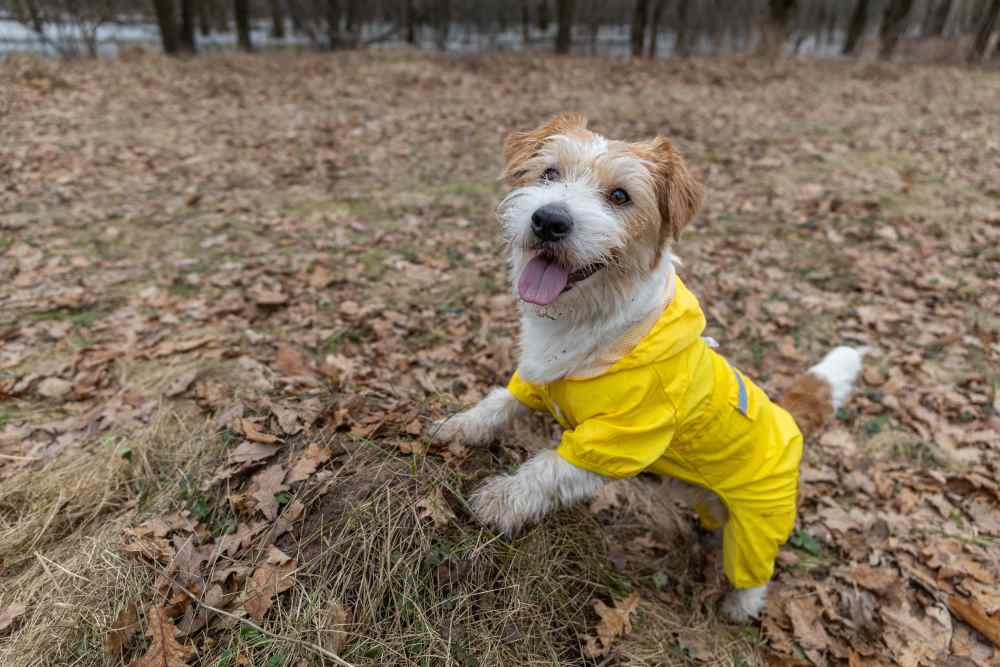 A resident's pet at a nearby dog park