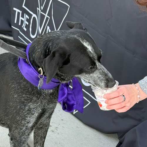 Dog in a park near The Overlook at Keystone Canyon in Reno, Nevada