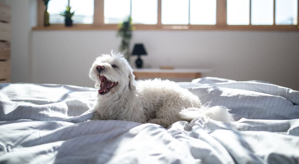 Sleepy dog laying in bed at Spring Valley Apartments in Sinking Spring, Pennsylvania