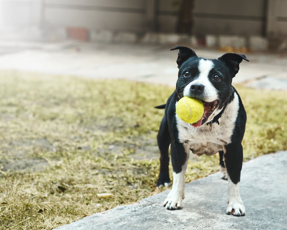 Dog playing with a ball at Legacy Brooks in San Antonio, Texas