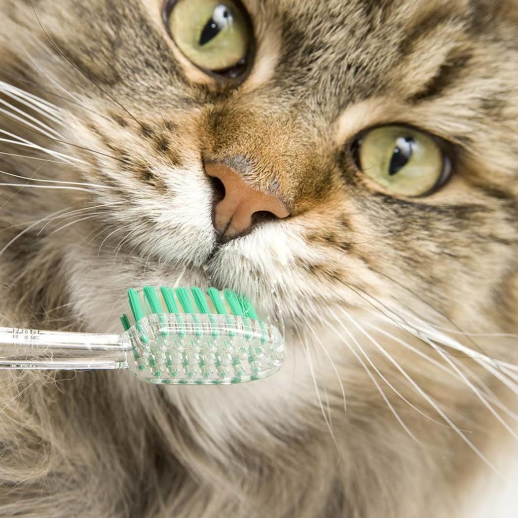 Lafayette dental disease prevention information at Animal Hospital