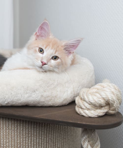 Cat relaxing in a pet friendly home at Lakeside Terraces in Sterling Heights, Michigan