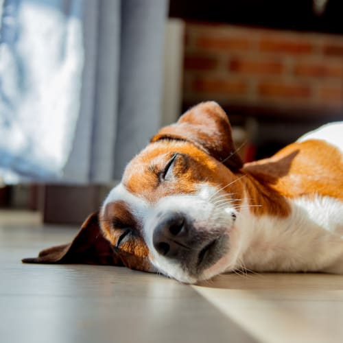 A dog resting in a home at Eagleview in Joint Base Lewis McChord, Washington