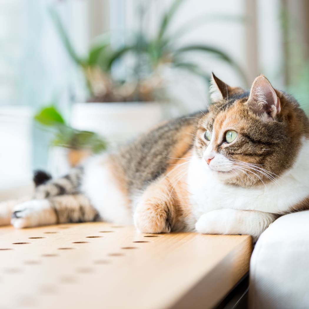 A cat laying by the window at Villas at Aspen Park in Broken Arrow, Oklahoma