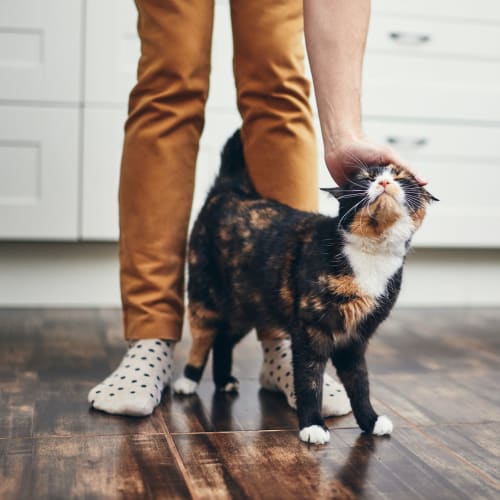 Resident petting their cat at the pet-friendly Westover Pointe in Wilmington, Delaware