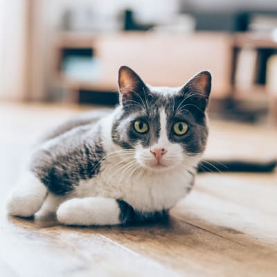 A cat laying on the floor in an apartment at Walnut Creek Apartments in Macon, Georgia