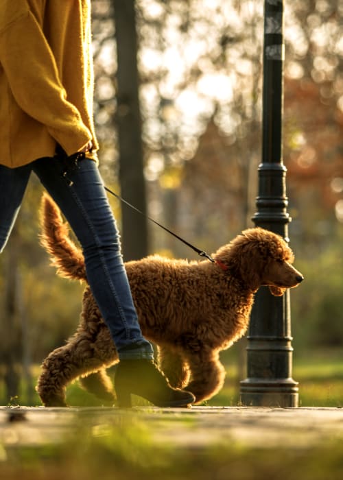 Resident walking their dog at The Dalton in Pflugerville, Texas