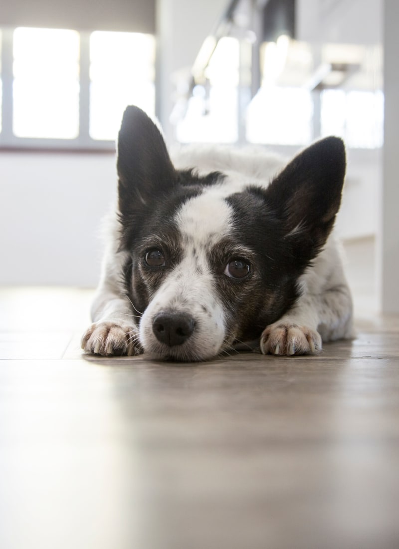 Breed restrictions at Marquis Lakeline Station in Austin, Texas