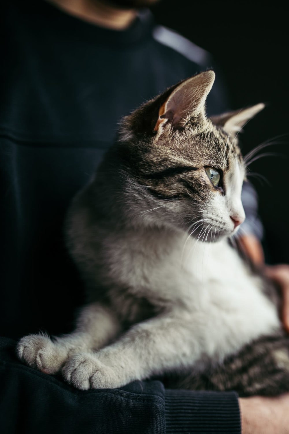 Happy cat with her owner at Canvas at Savannah in Savannah, Georgia