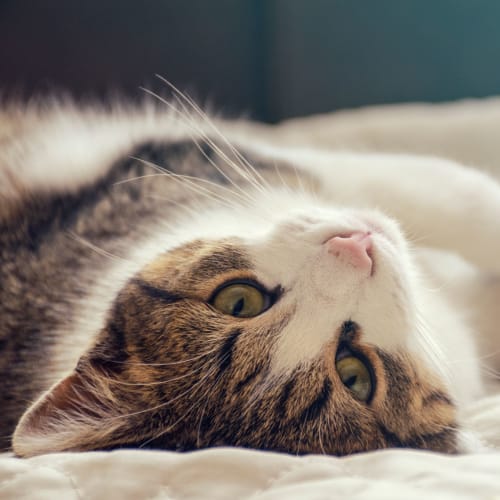 A cat on a bed at Shelton Circle in Virginia Beach, Virginia