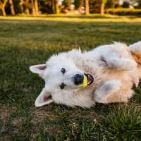 Dog playing with a ball in the park at Pine Oaks Apartments in Mesquite, Texas