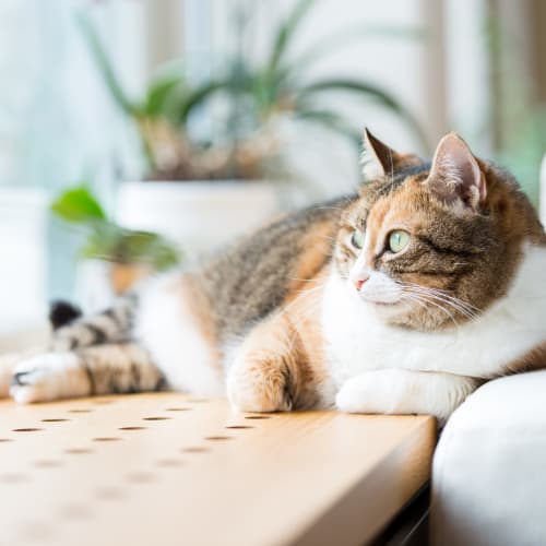 Cat relaxing on the windowsill in her apartment at Ocean Park of Ponte Vedra in Jacksonville Beach, Florida