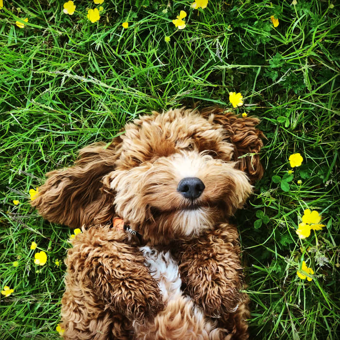 Dog laying in the grass at Factory 52 in Cincinnati, Ohio