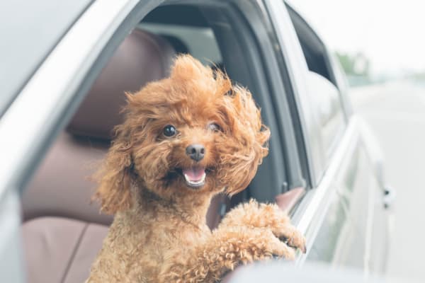 Cute puppy in the car with his head out the window in lSurprise Arizona at Estia Surprise Farms