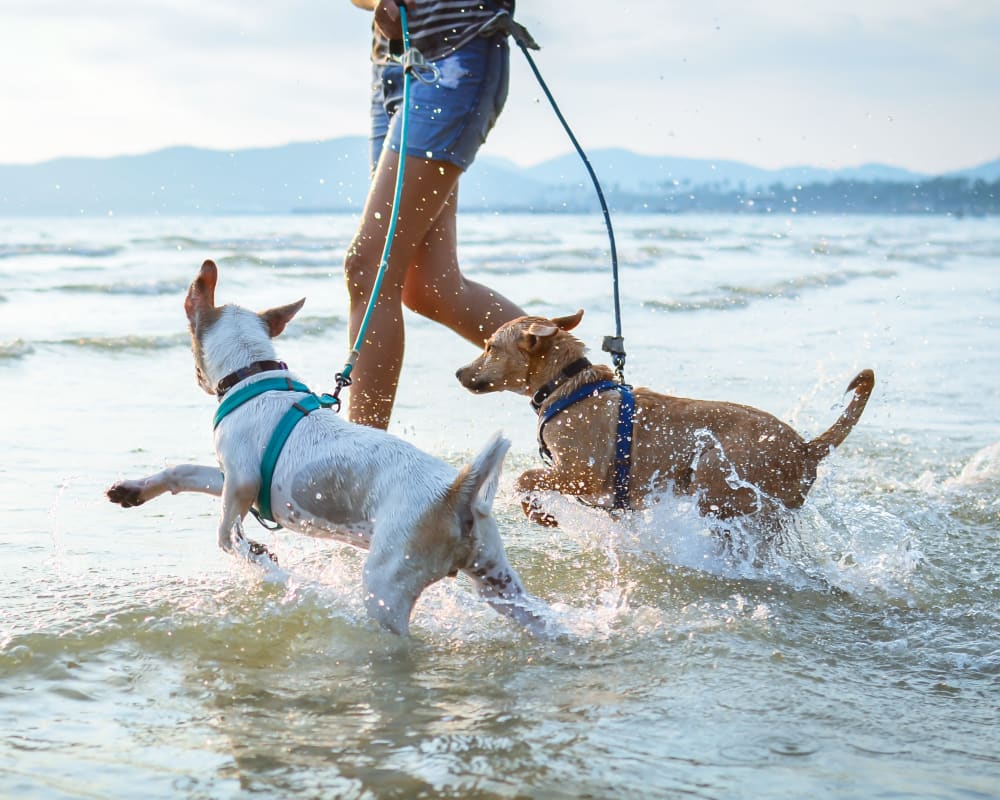 Dogs running in the water at the beach near Primrose at Santa Rosa Beach in Santa Rosa Beach, Florida