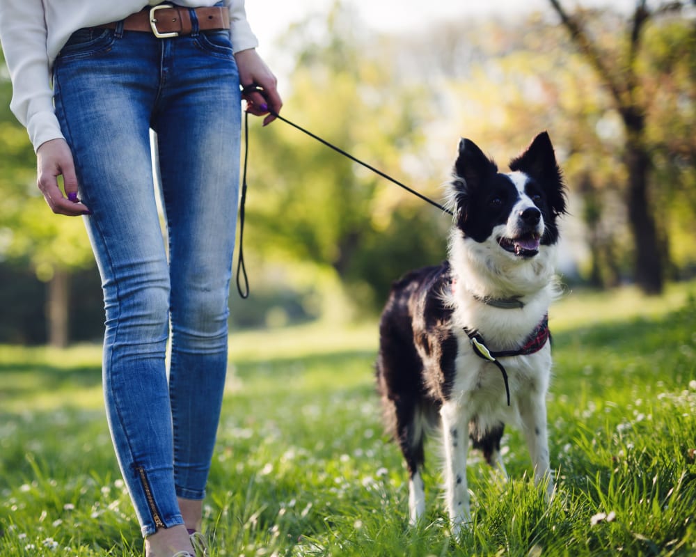 Women enjoying a walk with her dog around the neighborhood near The Grove in Salem, Oregon