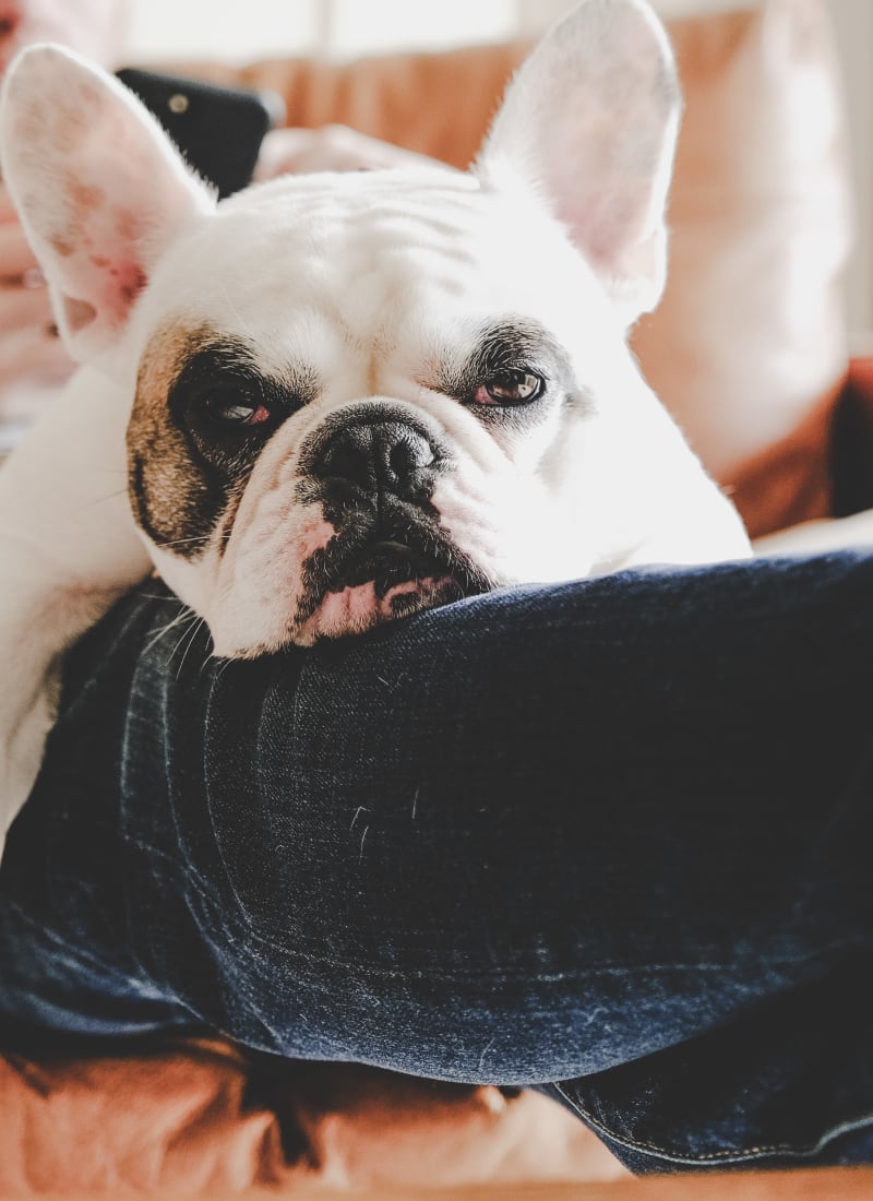 No pet weight limits at Marquis Rockwall in Rockwall, Texas