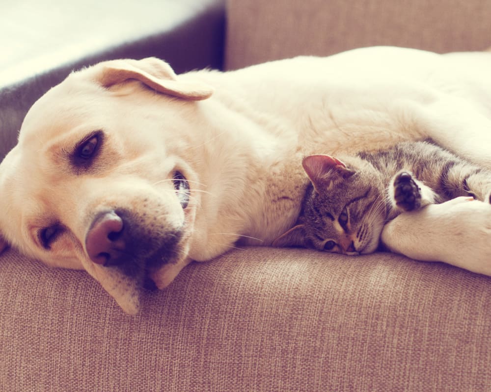 Pet Friendly at Oldebrook Apartments in Wyoming, Michigan