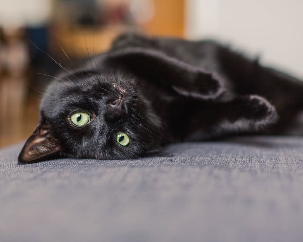 Cat laying on a couch at Gull Harbor Apartments in New London, Connecticut