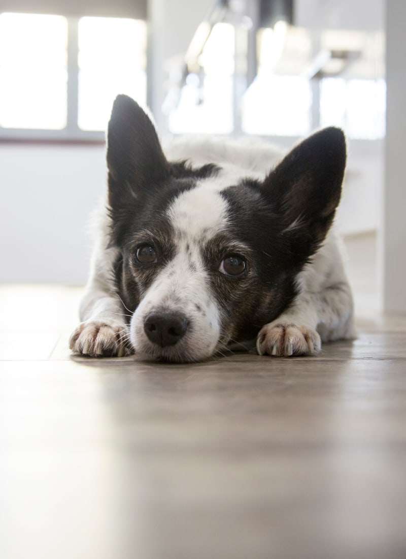 Pet fees at Marquis Castle Pines in Castle Pines, Colorado