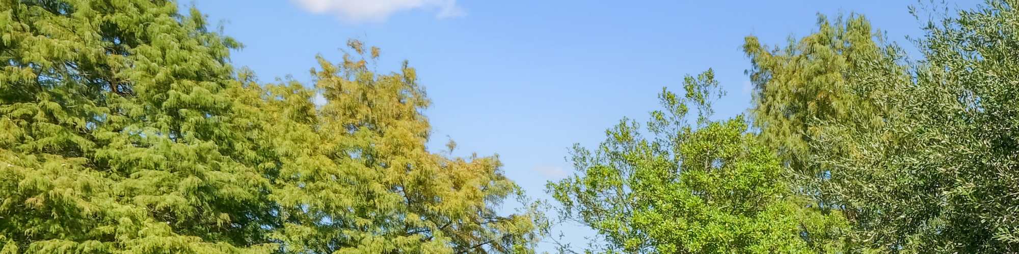 Reviews | Mission Eagle Pointe in Allen, Texas