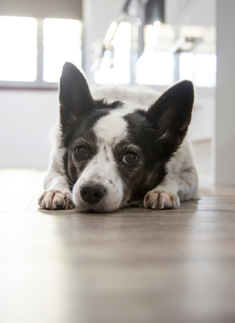 Pet fees at Azure Creek in Cave Creek, Arizona