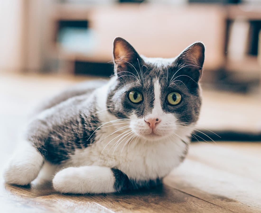 Resident cat at The Grove at Davis in Davis, California