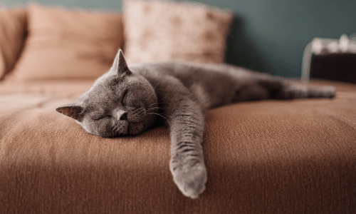 A cat sleeping on a sofa at Vestara 72 in Papillion, Nebraska