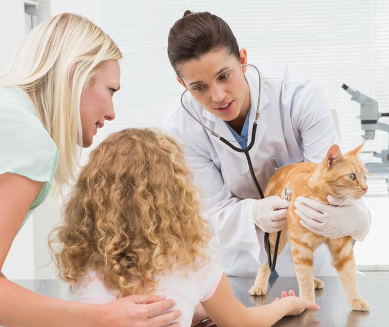 Schedule your pet's wellness plan today at Lubbock animal hospital