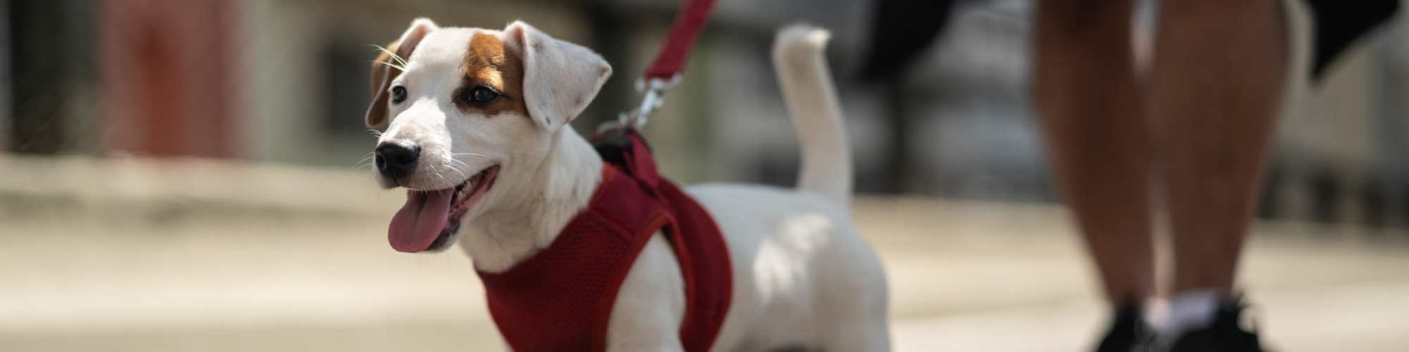 Pet Friendly at The Abbey at Hightower in North Richland Hills, Texas