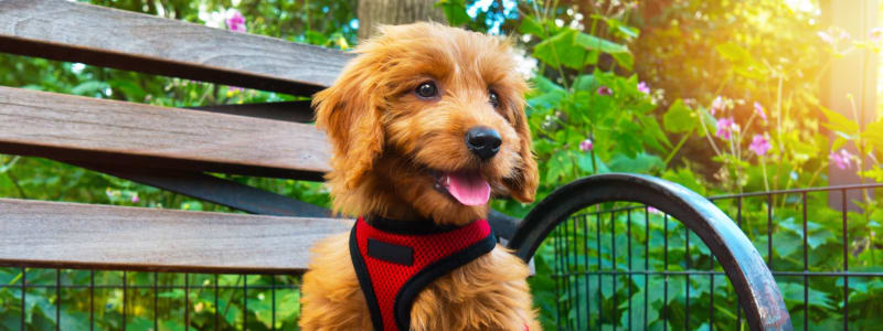 Cute puppy sitting on a bench at the park near Eastgold NYC in New York, New York