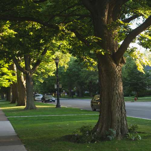 Tree-lined street with green grass near Crowfield Greene in Goose Creek, South Carolina