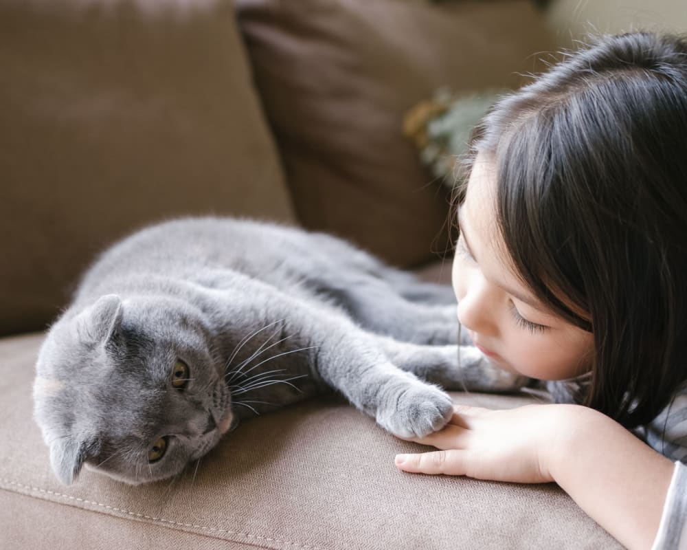 Cat laying on a couch with resident at Pine Crest Apartments in Milford, New Jersey