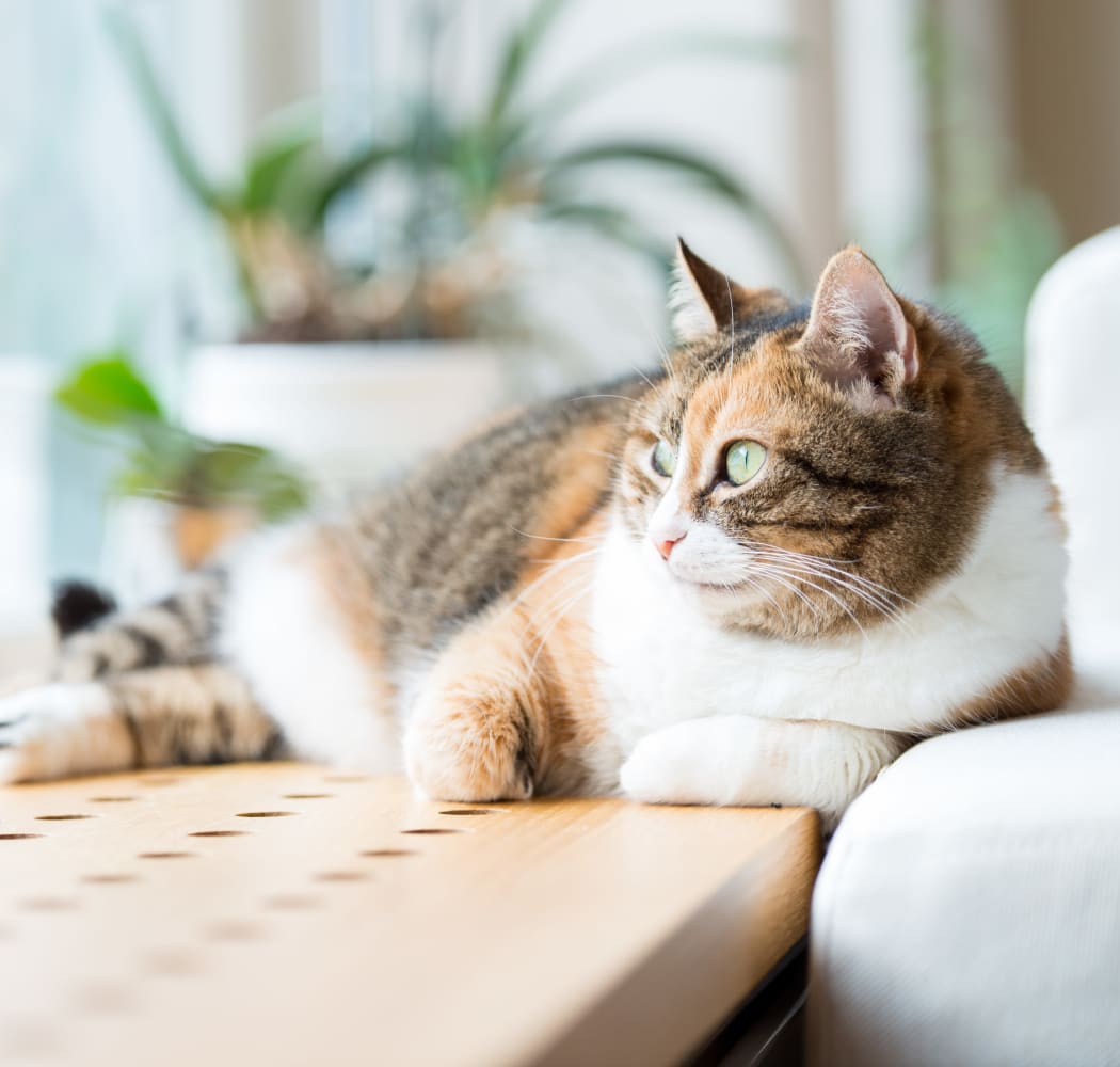 Happy cat laying on a couch at Huntington Park Apartments in Wichita, Kansas