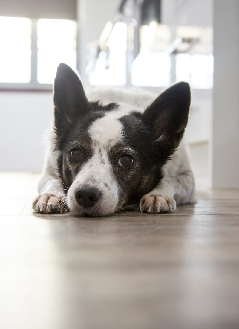 No pet weight limits at Whisper Creek Apartment Homes in Lakewood, Colorado