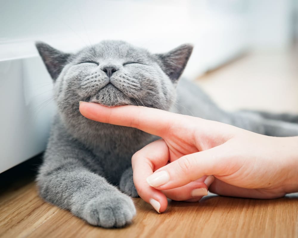 Resident petting their cat at Stepny Place Apartments in Rocky Hill, Connecticut