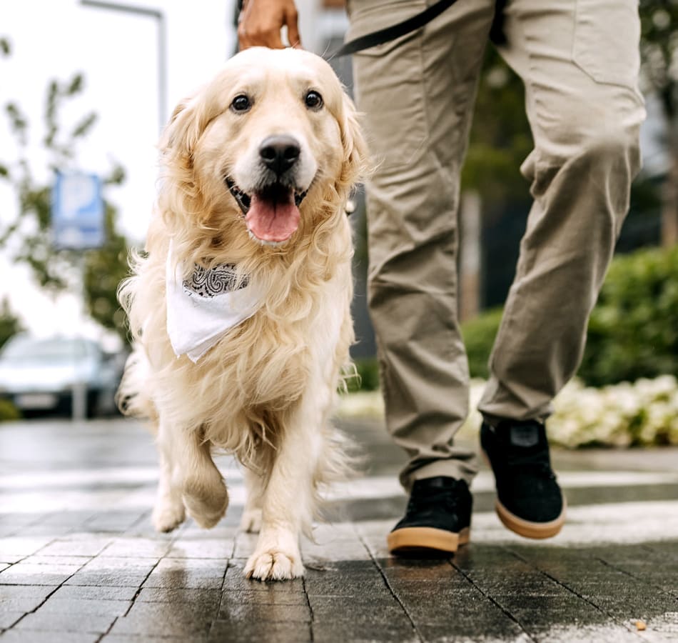 Furry companion invited to The Village of Southampton in Houston, Texas