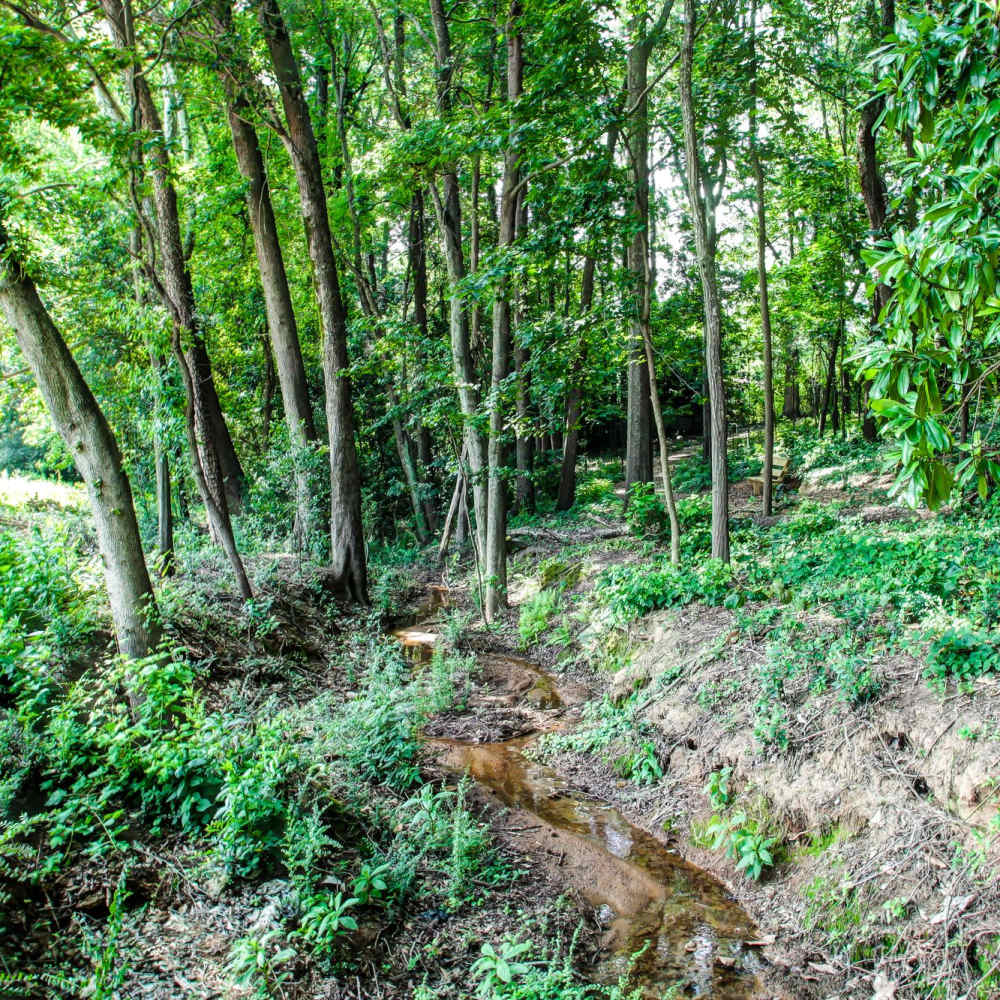Lush wooded landscape with meandering stream at Avonlea Square in Smyrna, Georgia.
