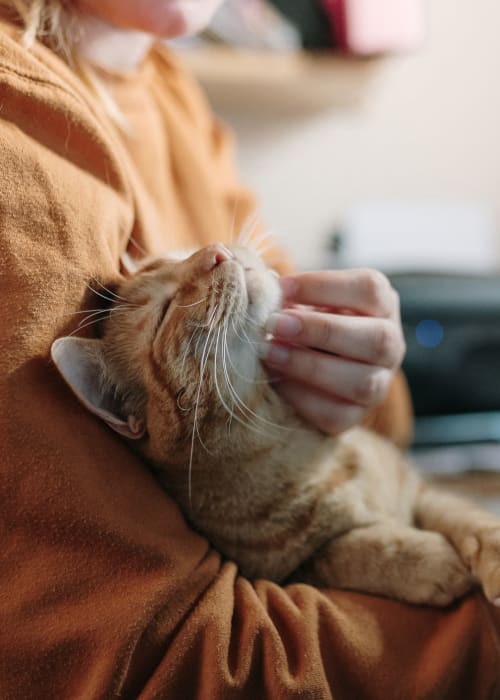 Resident and their pet cat at St. Johns Landing Apartments in Green Cove Springs, Florida