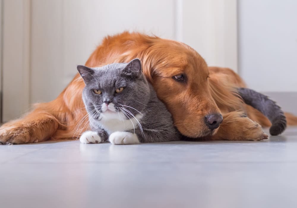 Cuddly cat and dog family members are welcome at Everwood at The Avenue in Murfreesboro, Tennessee