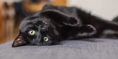 Cat in resident apartment at Eastwood on Grand in West Des Moines, Iowa