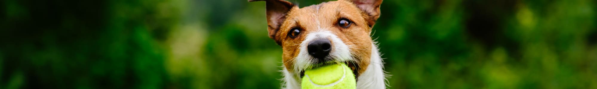 Pet friendly apartments in Cedar Rapids, Iowa at Windsor on the River