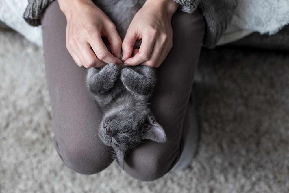 Cat sleeping on their owner's lap at Vernon Oaks in Edina, Minnesota