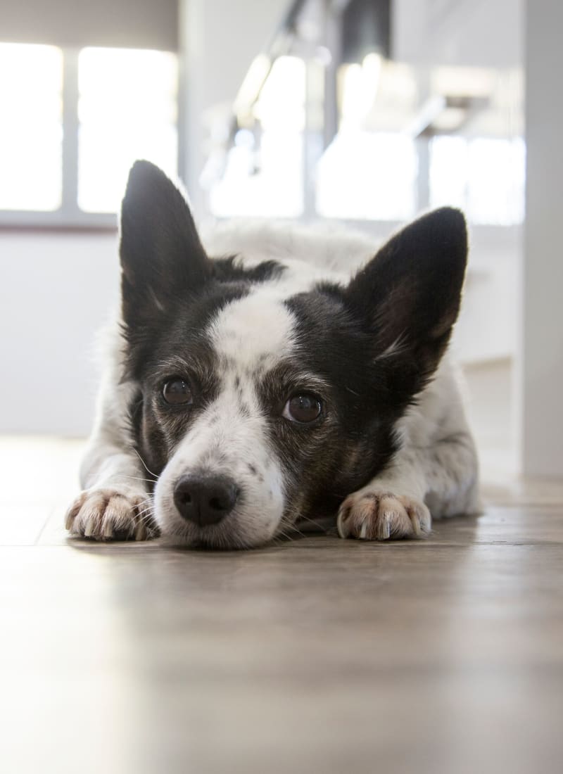 Pet fees at Marquis at Stonebriar in Frisco, Texas