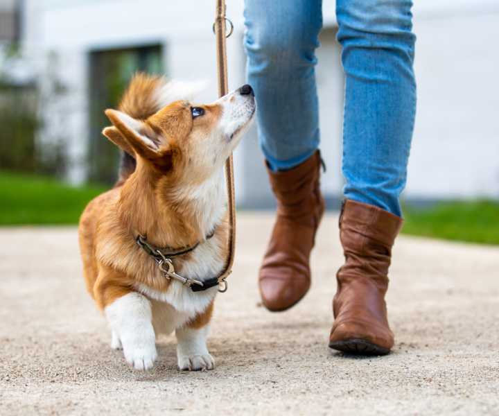 Resident walking their dog close to Wood Lee Arms in Arlington, Virginia